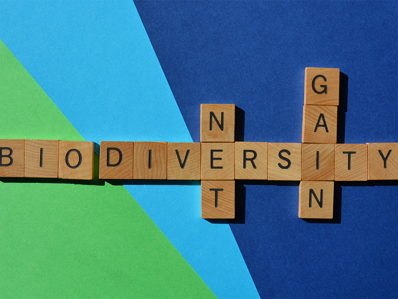Viodiversity Net Gain title.png